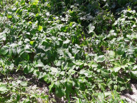 terreno plantado de batatas